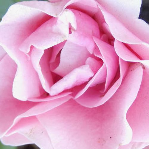 Rosa Nagyhagymás - fără parfum - Trandafir copac cu trunchi înalt - cu flori tip trandafiri englezești - roz - Márk Gergely - coroană tufiș - ,-